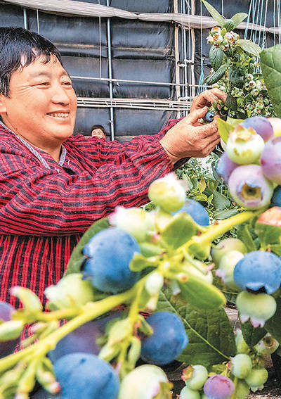 鼎豪配资 蓝莓降价，你买了没？